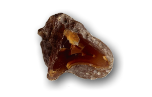 sardonica